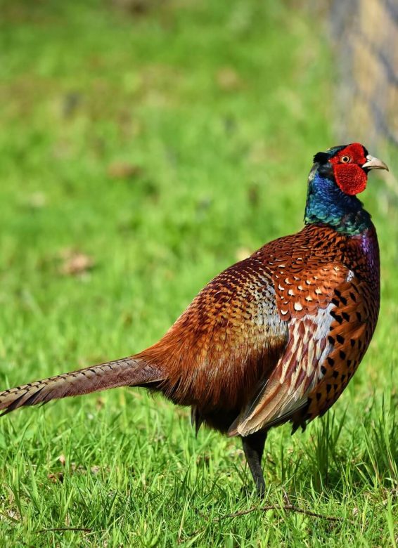 common-pheasant-3329094_1920 (1)