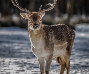 deer-5148320_1280 (1)