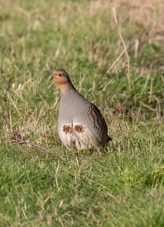 partridge-6986167_1920-min